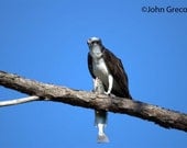 Osprey and Fish No.1 - Honeymoon Island