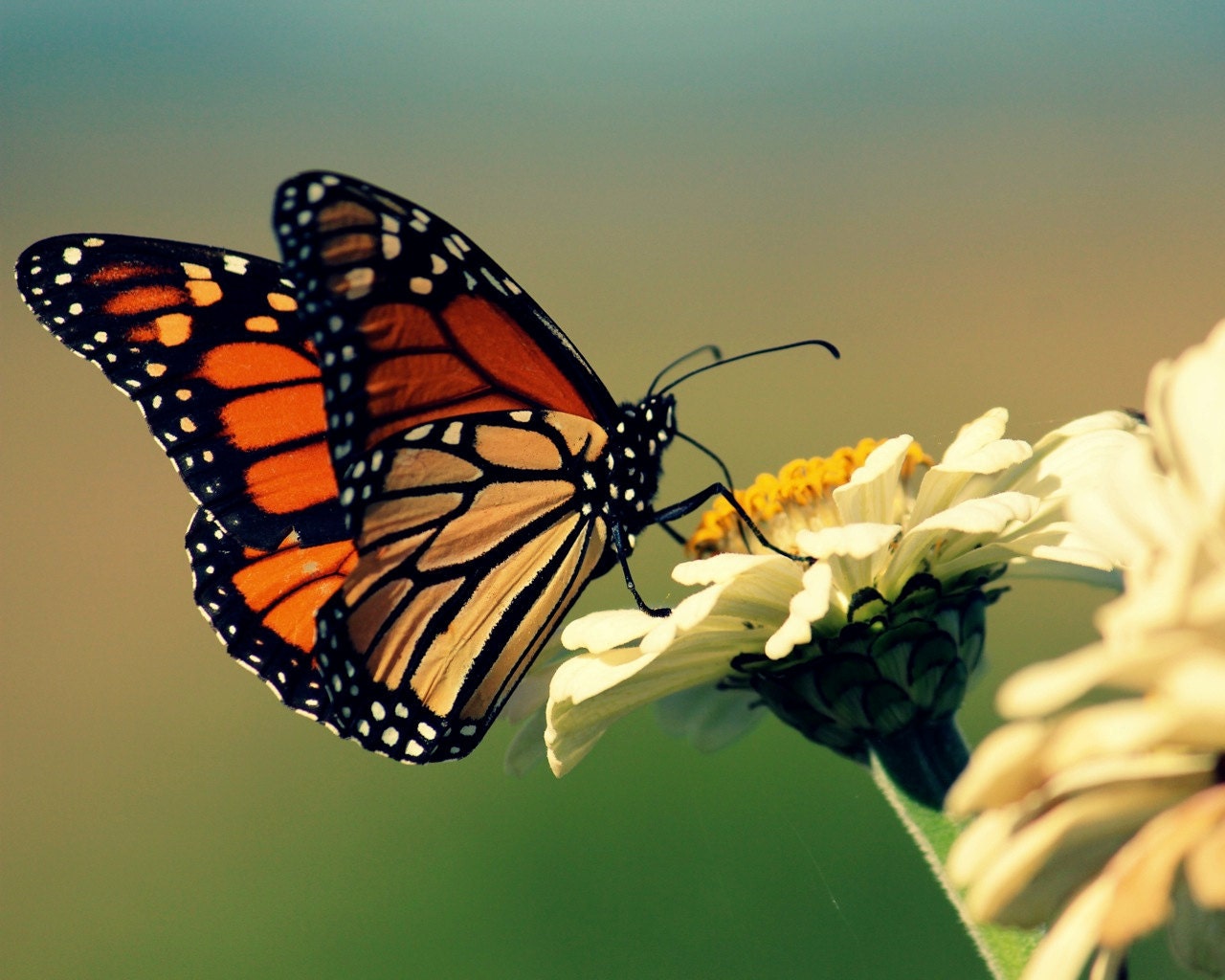 Monarch butterfly photo - wings, close up, macro, white, blue, green, beautiful -