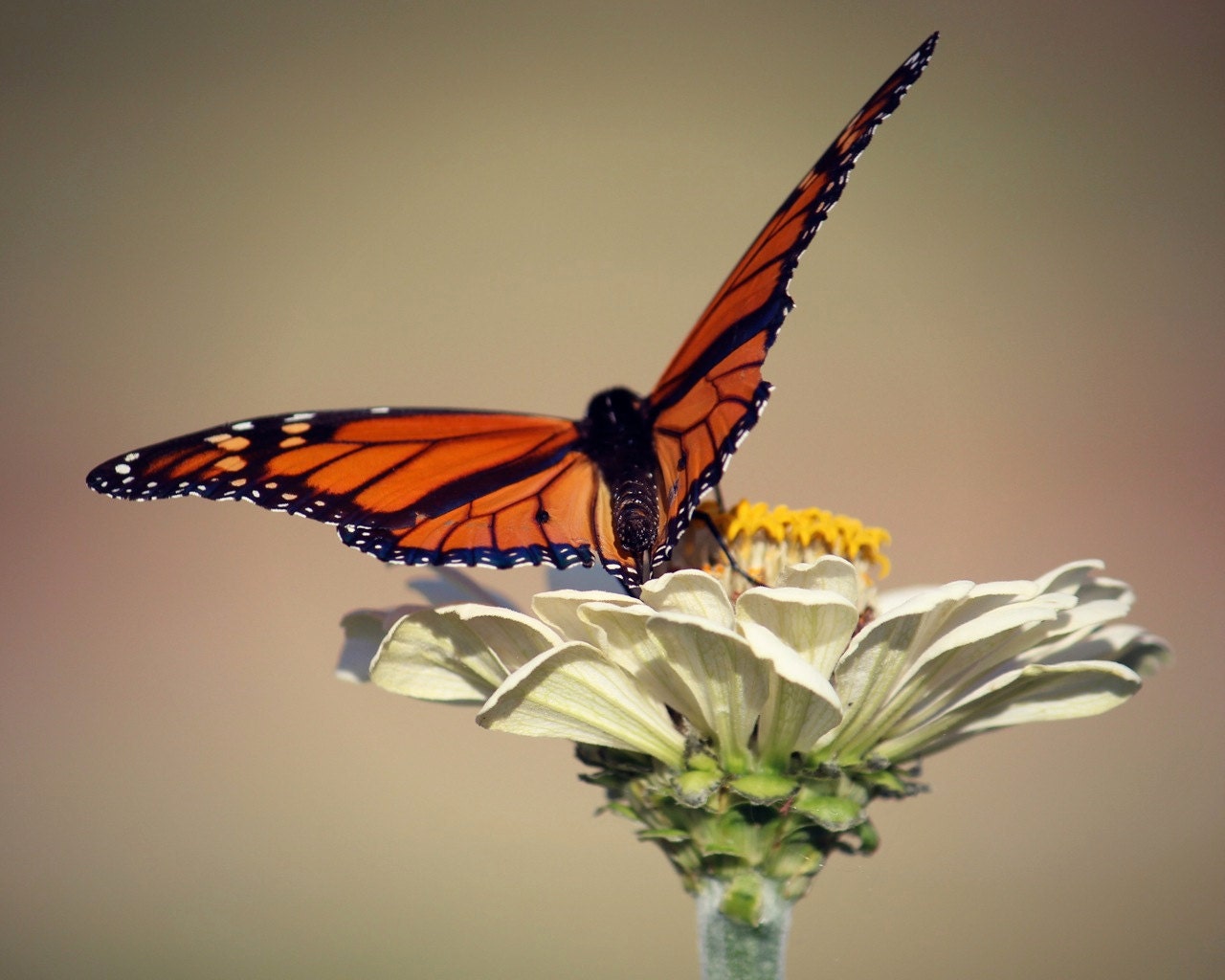 The Monarch Stretches - butterfly, photo, wings, flower, white, neutral, close up, macro -
