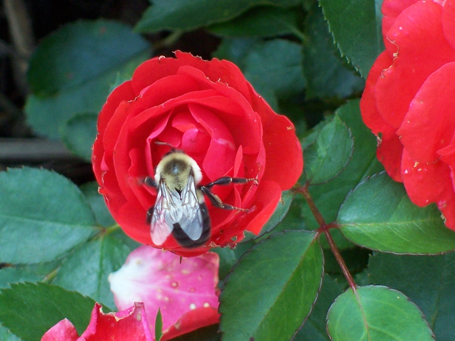 Bee & Red Rose Original Floral Photograph 5x7 Glossy Matted to 8x10 Nature Close Up Wall Art