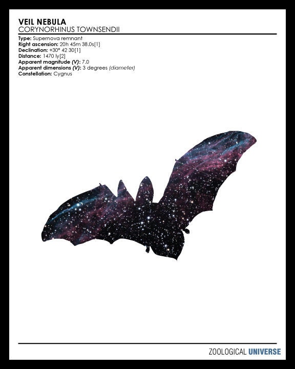 Space Bat: Zoological Universe Series - Scientific Discovery Style 8x10 Giclée Art Print