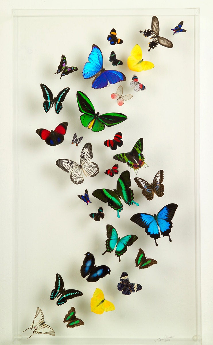 18 X 32 Multi Color Exotic Butterfly Display By Stevenalbaranes