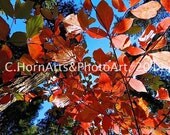 Dogwood postcards with envelopes - 2 of each