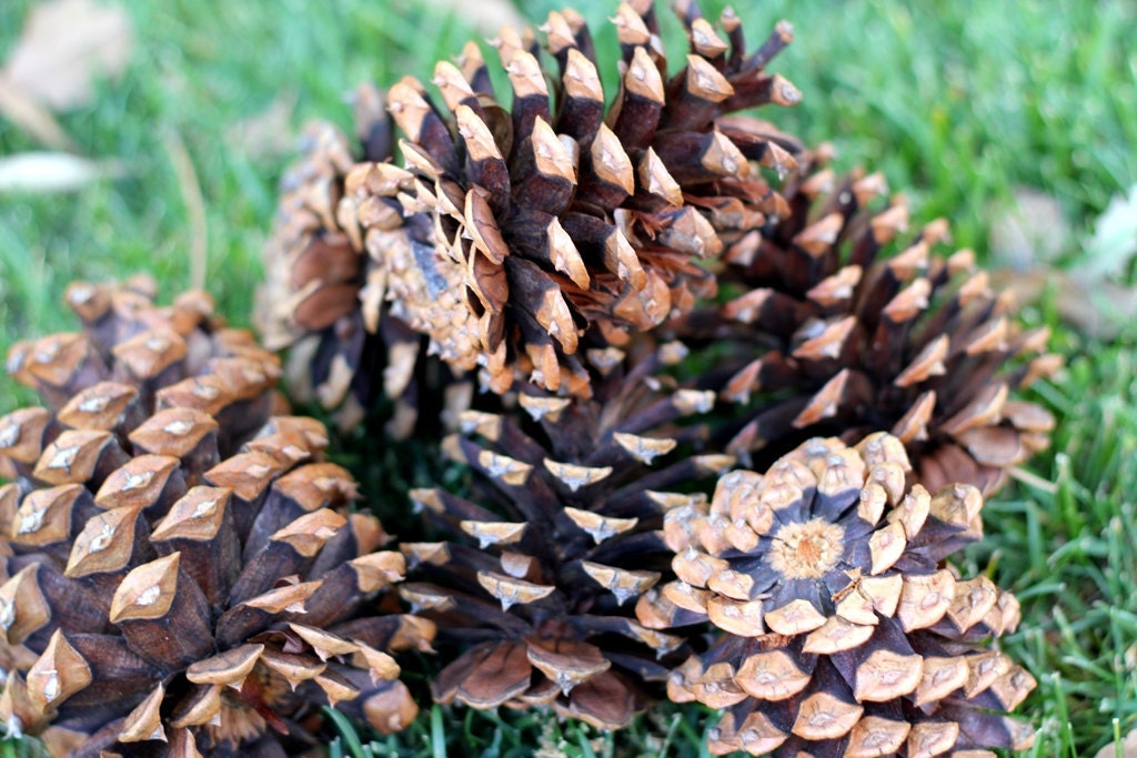 Pinecones - 10 Great for decorating