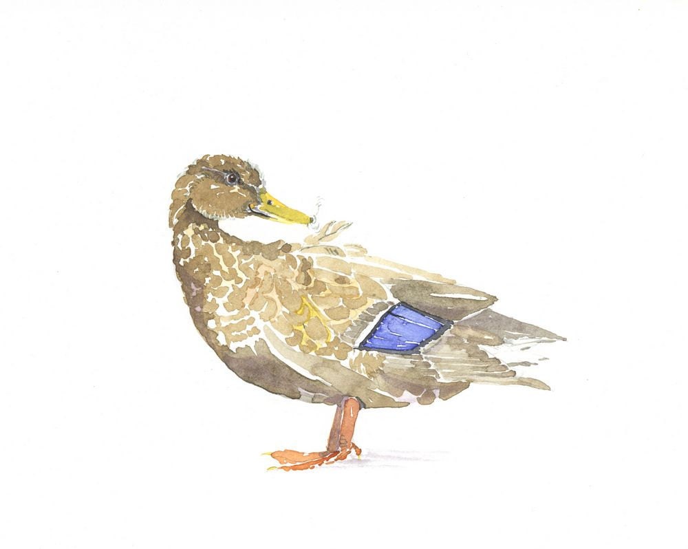 MALLARD  Watercolor painting by Eva Forest Paper size: 8"x10" (20,32x25,4cm)