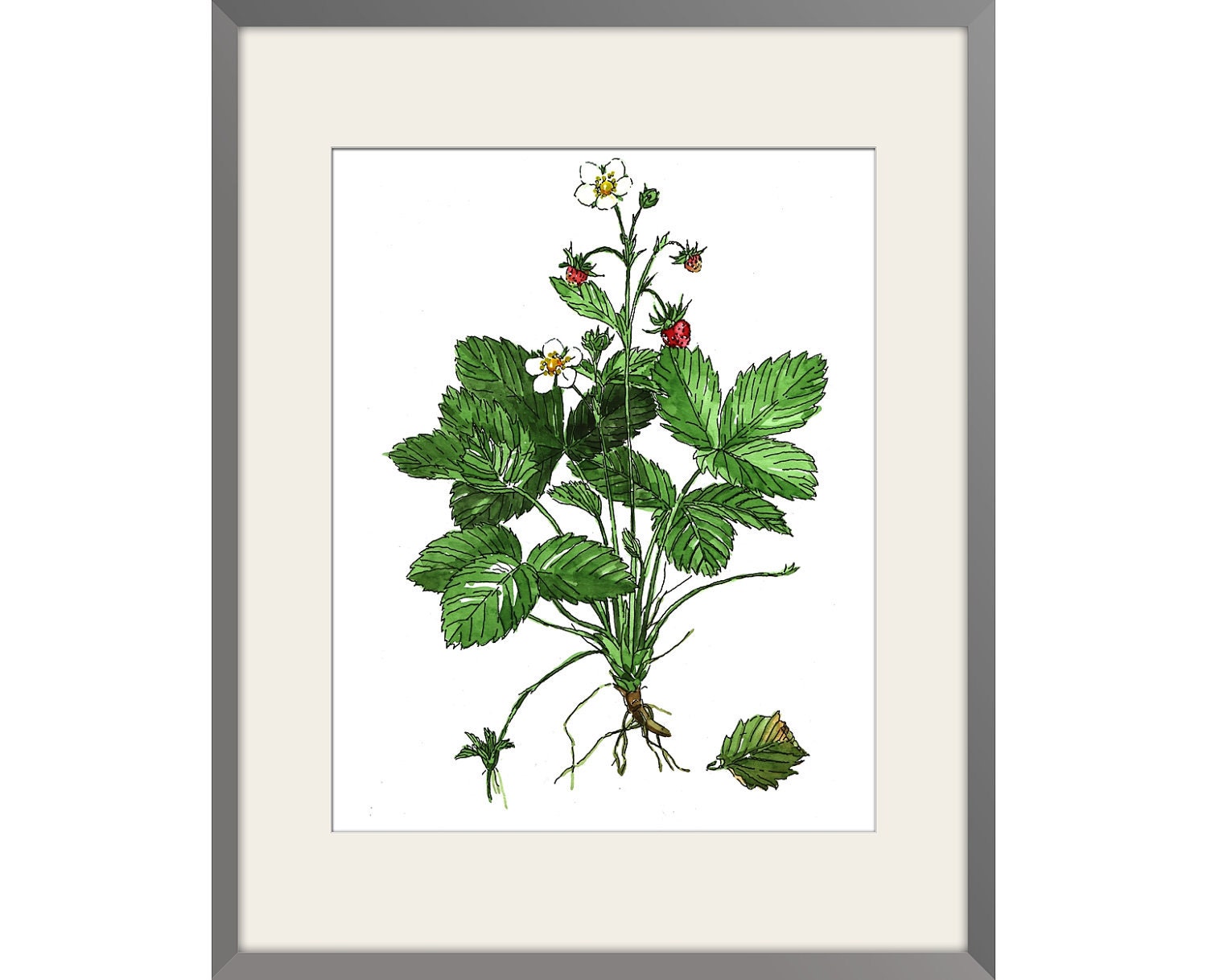 Wild Strawberry - Watercolor paint, Archival Print of Original , signed and dated Paper size: 8"x10" (20,32x25,4cm)
