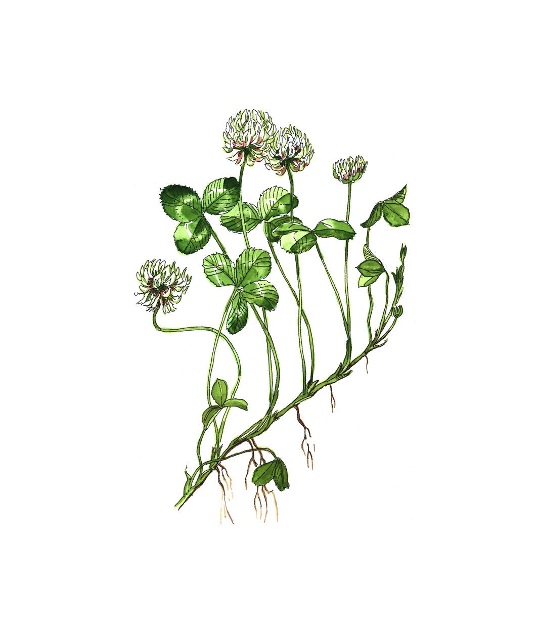 lucky four leaf clover watercolor print of my by evaforest lucky four leaf clover watercolor print of my by evaforest