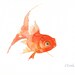 A LITTLE GOLD FISH Watercolor painting by Eva Forest 8x10 inches