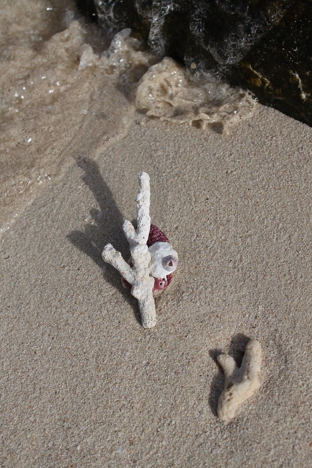Brooch - White and violet sea shell brooch - All natural