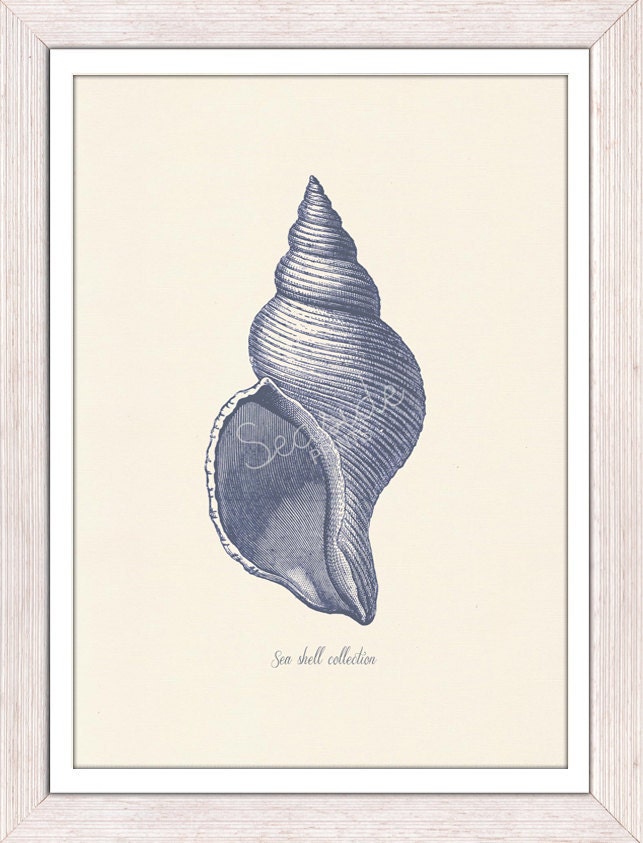 Sea shell  in blue - sea life print- seashells wall art home decor -A 4 print