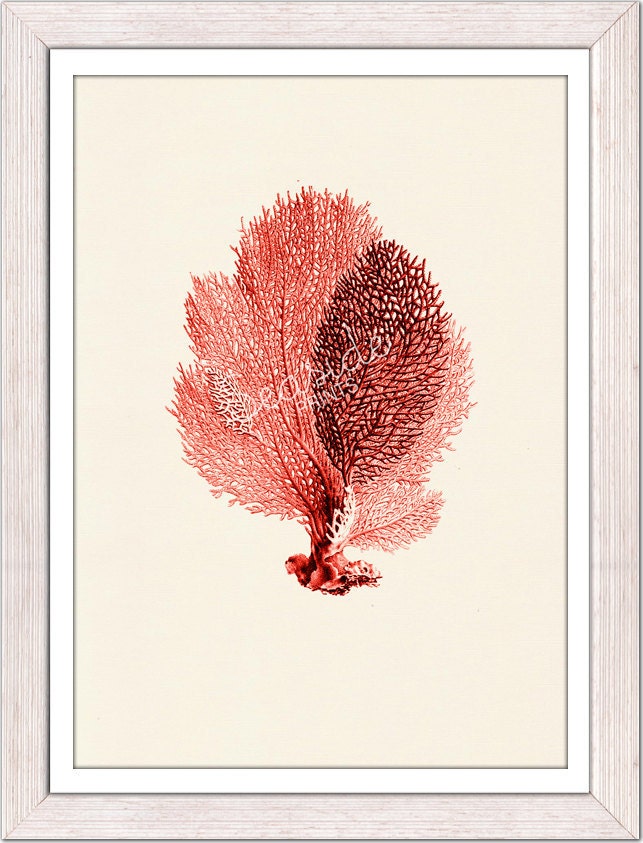 Sea fan coral no.02 - sea life print-Marine  sea life illustration A4 print