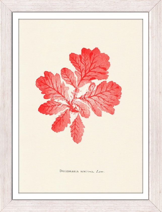 Red sea kelp no.02-Neon color series - sea life print - Marine  sea life illustration A4 print