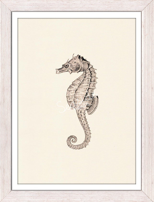 Sealife wonders seahorse - sea life print -Marine  sea life illustration A4 print - bathroom wall decoration