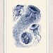 Jelly fish Discomedusae in blue - sea life print- Marine sea life illustration A4 print