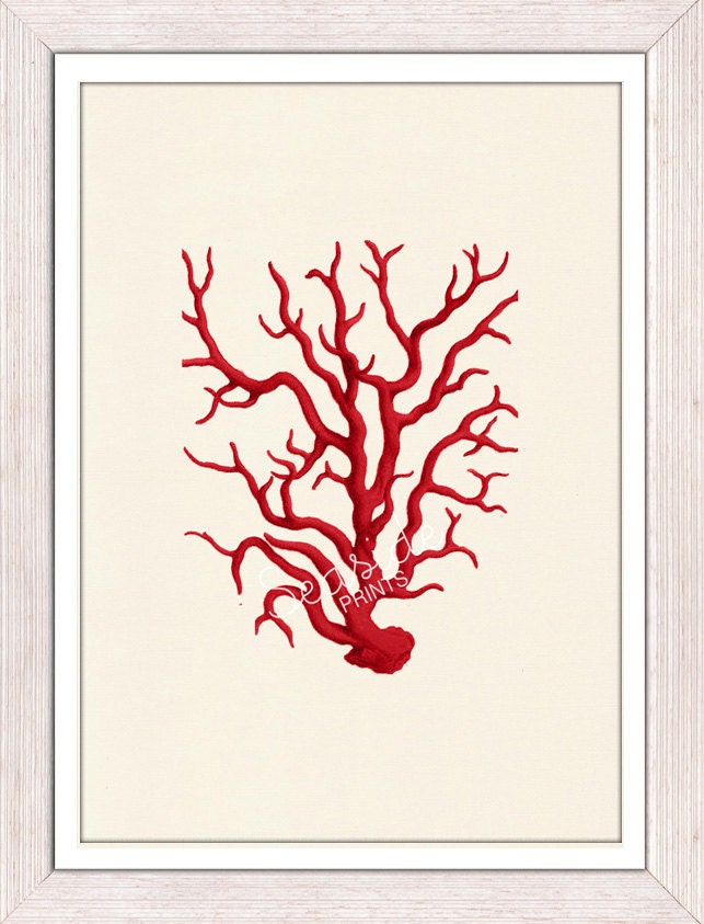 Antique Illustration Red coral - sea life print- Marine  sea life illustration A4 print