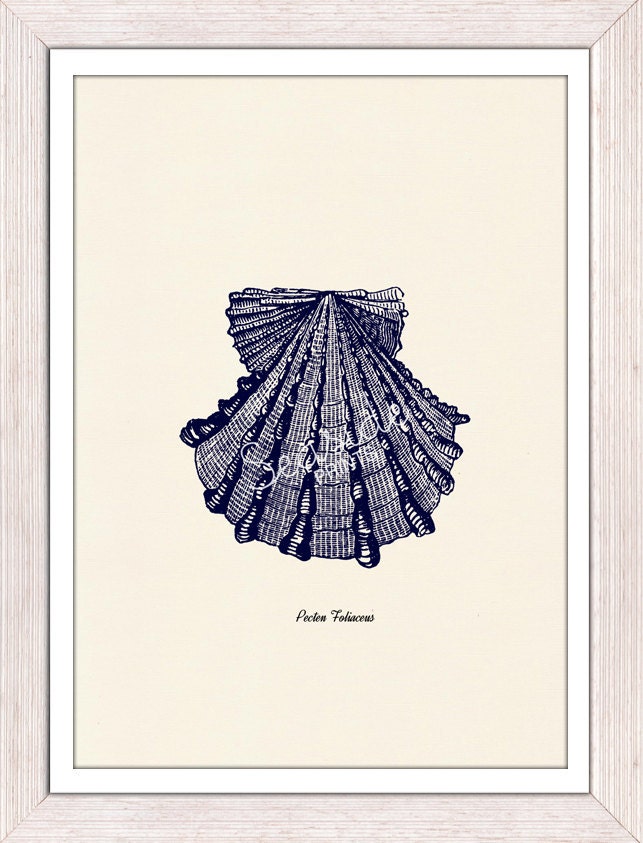 Vintage sea shell Spectenfolia- Vintage sea shell print- seashells wall art home decor -A 4 print- sea life