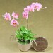 Premium Pink phalaenopsis orchid dollhouse miniature Air Dried Clay Flower 1:12th