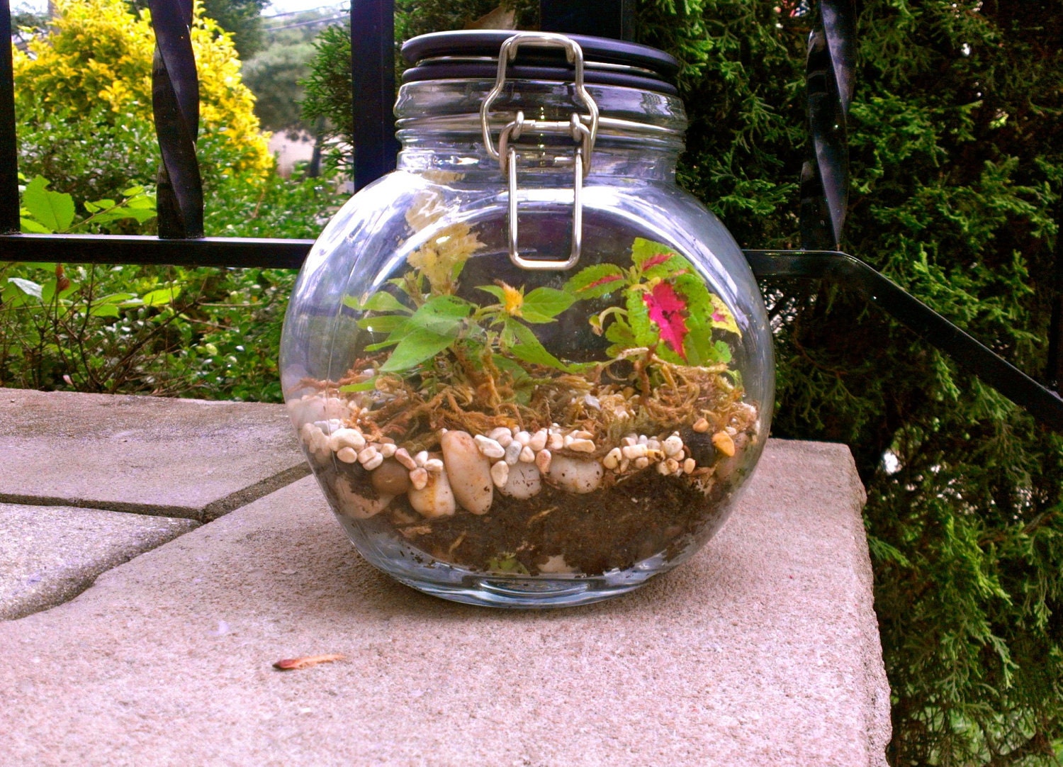 Beautiful lush terrarium in candy jar with Banana plant and rose plant