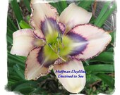 Live plant, Daylily, 'DESTINED TO SEE', double fan, perennial