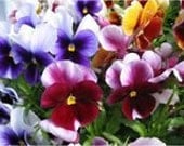 Pansy Mix, Seeds, Add Many Colors to Your Garden, Attracts Butterflies