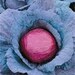 Heirloom, Red Mammoth Cabbage, Garden Seeds