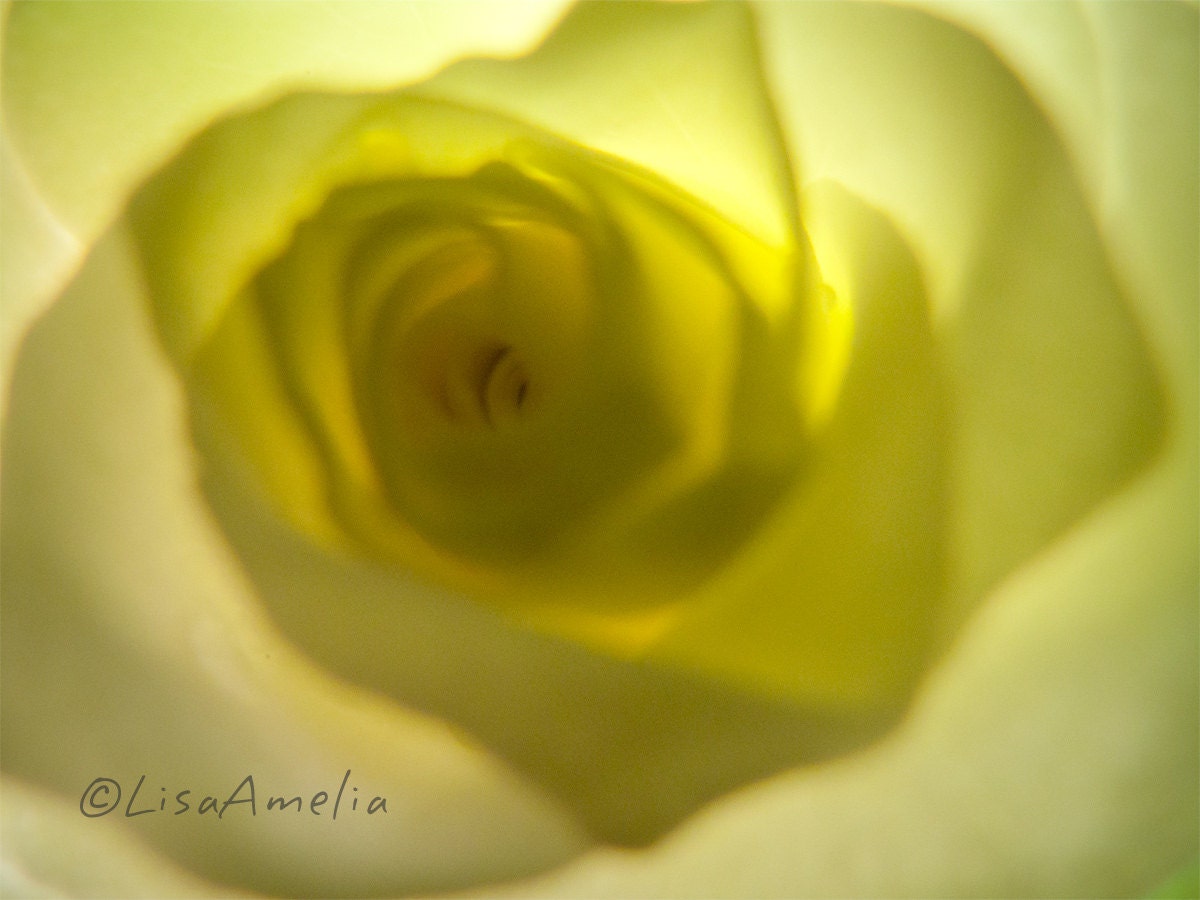 Valerie -  8X10, fine art photography, macro flower photo, yellow rose, flower, chartreuse, blue green, soft textures, art print