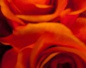 Tanguillo- Bloom Collection. 8X10