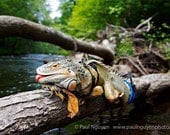 Green Iguana Lizard photograph, 8x12 print matted on black 12x16 mat.  Pet green iguana lizard on log over river, sticking tongue out