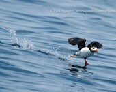 Puffin Taking Off photograph, 8x12 print matted on white 12x16 mat.  An Atlantic Puffin runs on the water as it takes off
