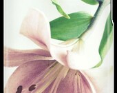 Subtle Intrigue - Lily - Photograph Photography - iPhone 4 4s Uncommon Case