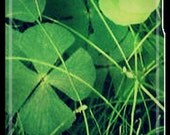 So Lucky - Uncommon iPhone 4 / 4s Cell Phone Capsule Case - Photography - green 4-leaf clovers