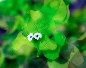 Sunlight and Flower Photograph- Bright Green, Spring Colors - "Cabo 52 Quince" - DiegoKahloFineArt