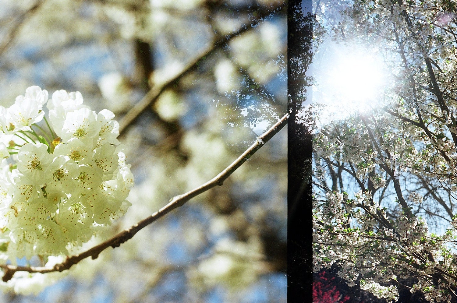 Spring - Double Exposure Project, Roll 01/05 - 7 x 5 Photography Print