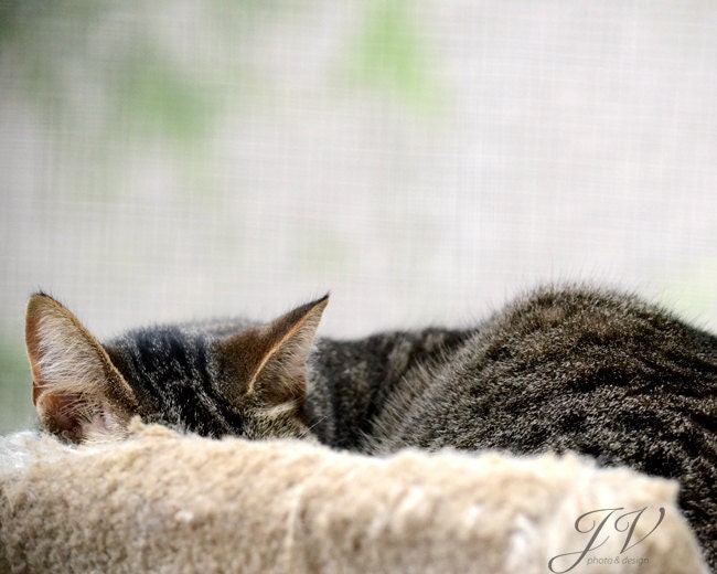 Pet Photography Sleeping Cat Portait 8x10" - DesignByJV