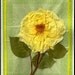 Simply Beautiful Pressed Yellow Rose (5x7)