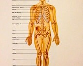Vintage Skeleton Drawing - Medical