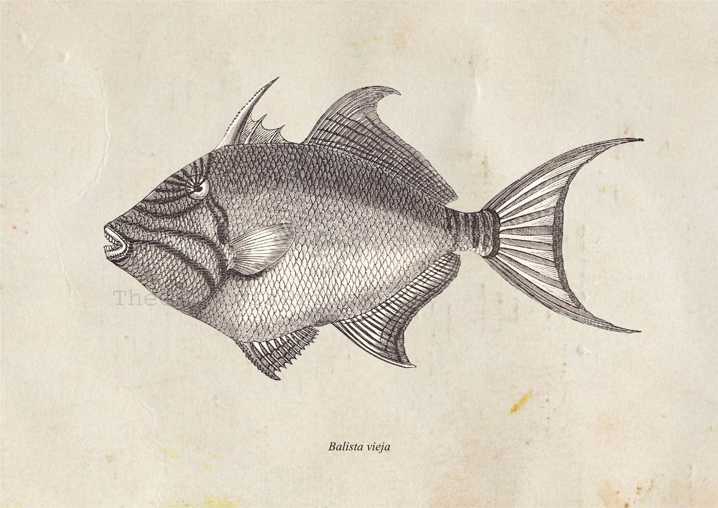 Vintage Fish Print Balistidae Triggerfish