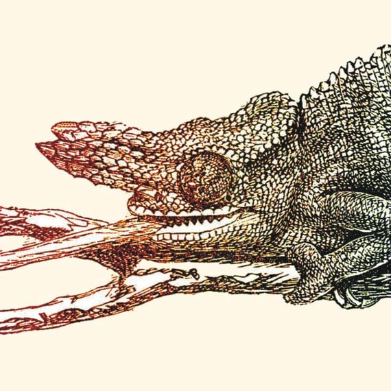 Vintage  Chameleon Poster , Print Art, Digital Illustration Wall Decor,  Print  to Frame, Digital Print Wall Art
