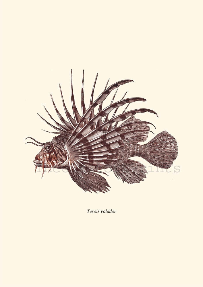 Antique Lionfish Print Pterois 1874 Restored Image Natural History