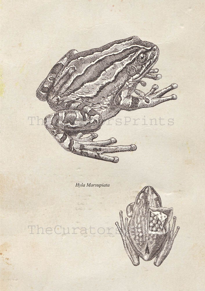 Marsupial Frog Print from a Vintage Drawing Hyla marsupiata Grey