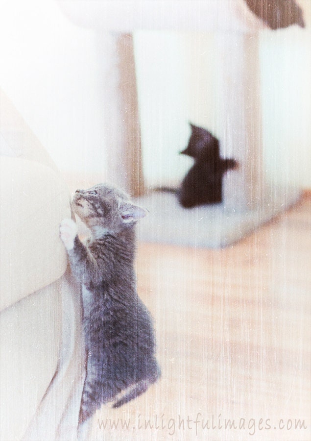 Grey and Black Kittens Climbing and Playing Vintage Look 5 x 7 Photographic Print