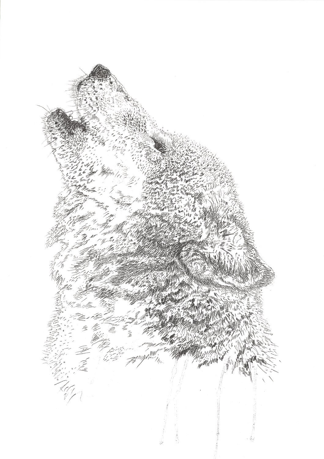 Wolves Howling Drawings