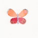 Butterfly 1