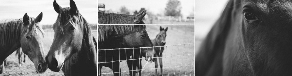 Black and White Horse Portrait Collection - 3 11x14 Prints