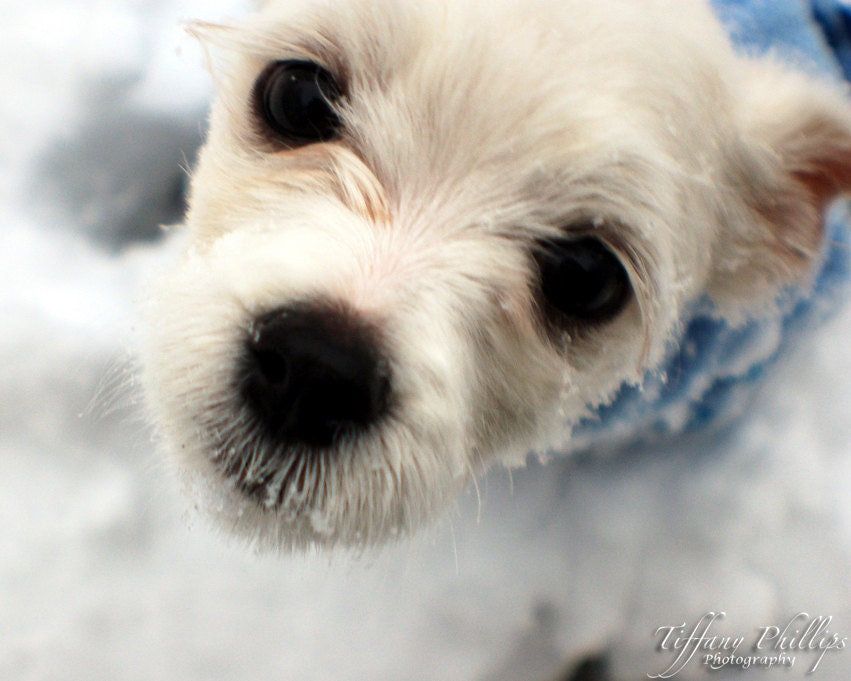 Maltese Puppy Playing in the Snow