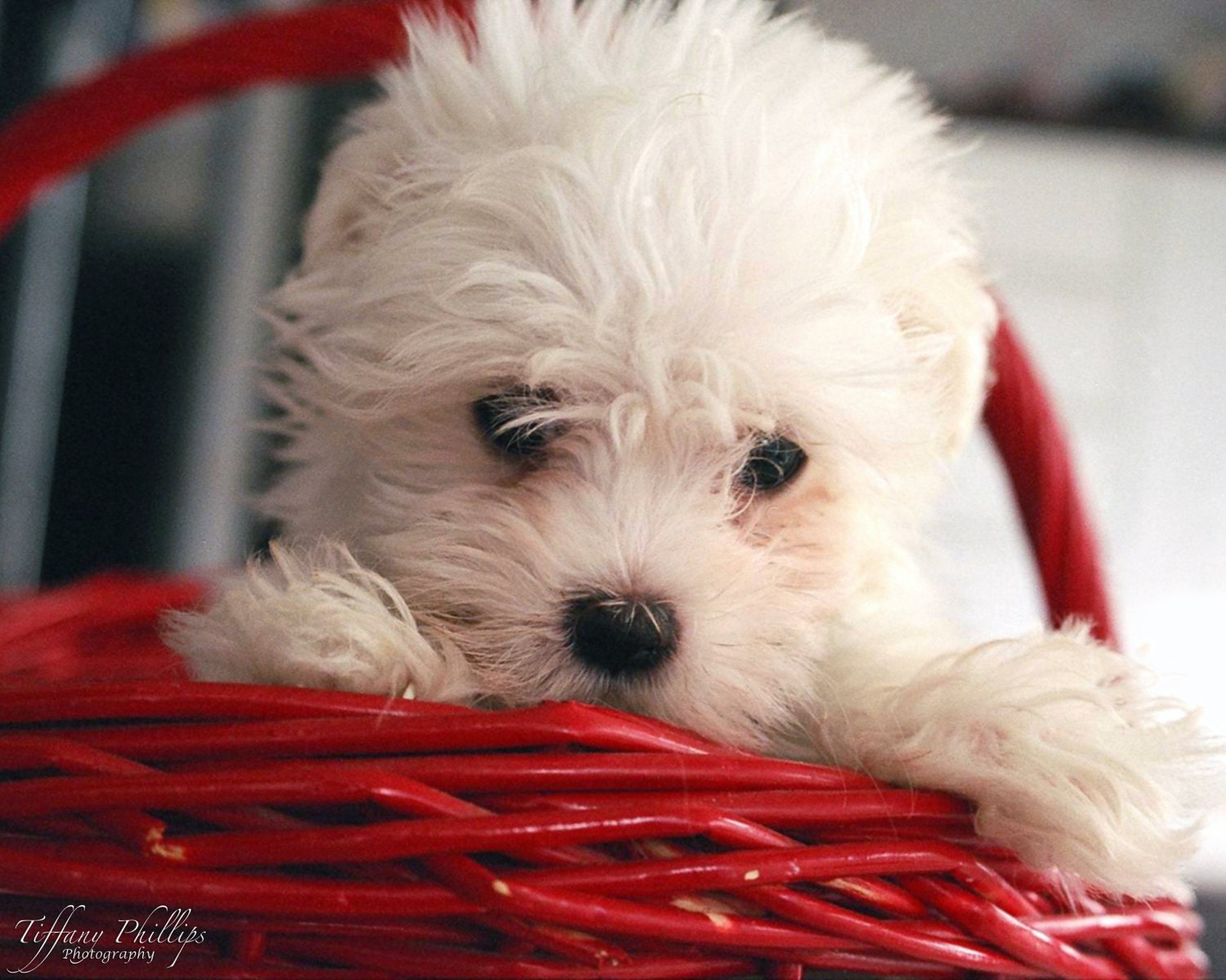 Cute Maltese Puppy