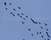 GEESE - Flying Free - 8x10 Photo Print