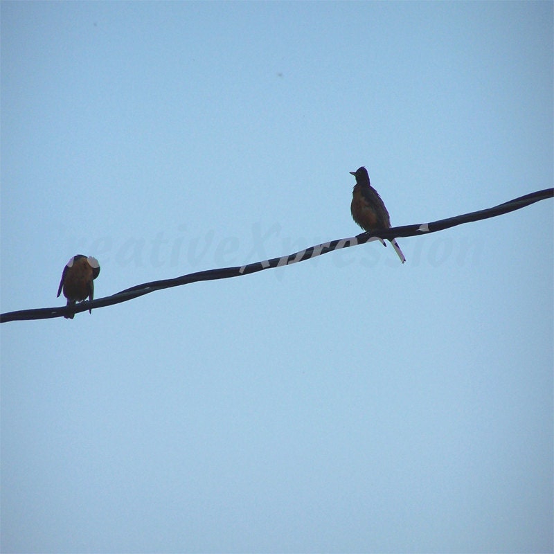 ROBINS - High Wire Act - 5x7 Photo Print