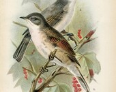 SALE Antique Original Hand Colored Chromolithograph Bookplate Book Plate Print Allen's Naturalist Library 1894 Bird XX Whitethroat