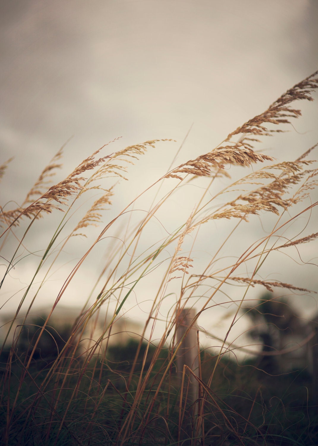 Wild Oats to Sow - FINE ART 20 x 24 Gallery Wrap